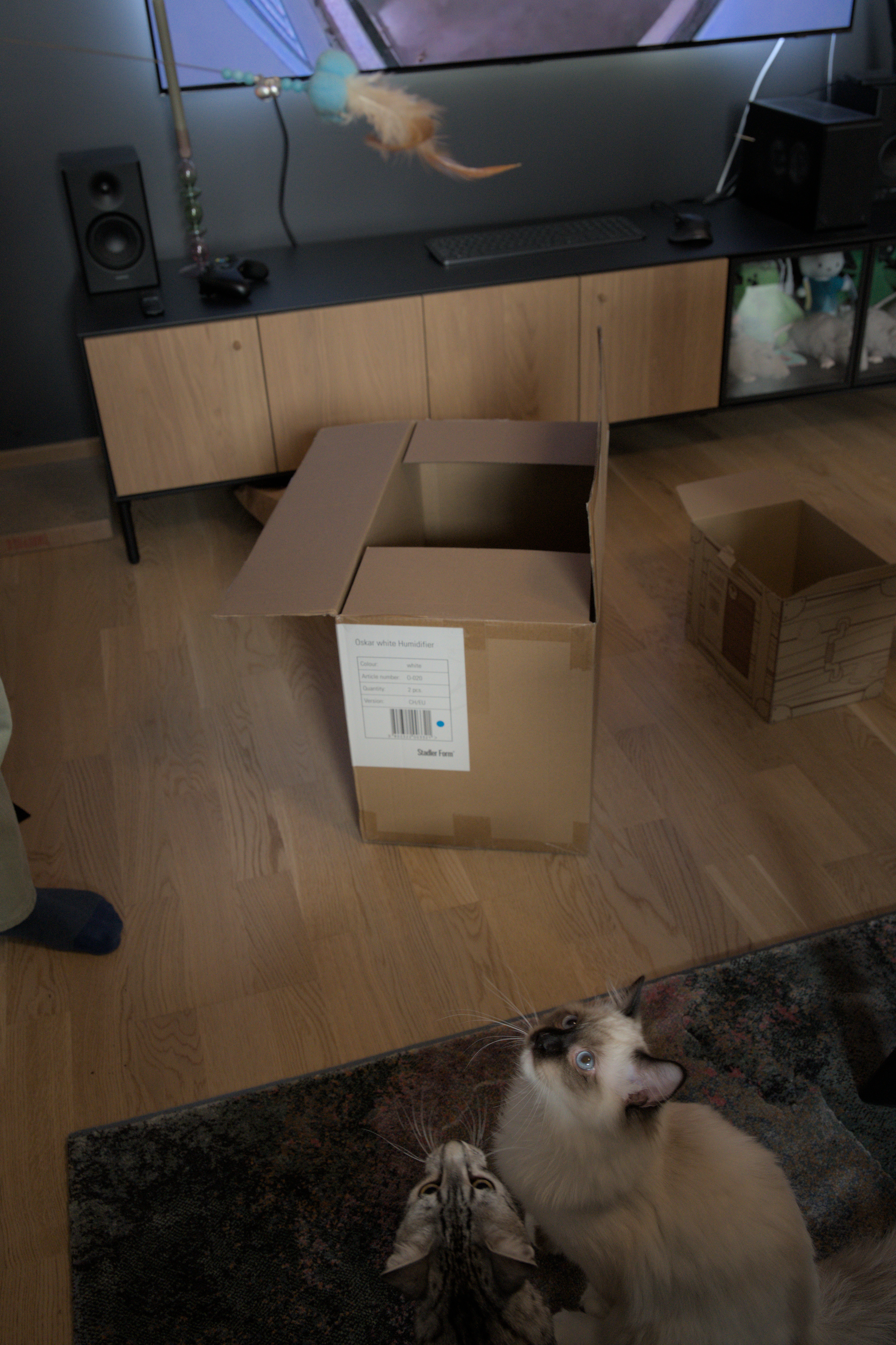 2025/10/12 - cats/DSC_0086.jpg